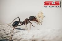 SES Pest Control Geelong image 2